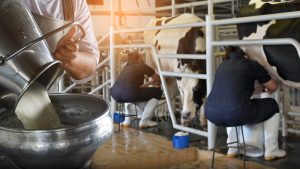 Süt ve süt eserleri üretiminde düşüş