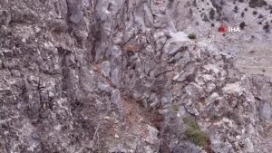 Toros Dağları'ndaki dağ keçisi sürüsü bu türlü görüntülendi