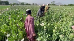 Afganistan'da çiftçiler, haşhaş ekiminden vazgeçmek için alternatif eser istiyor