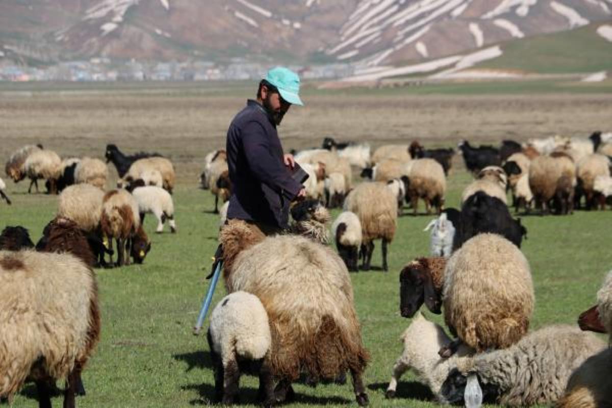 Aylık 7 bin liraya çoban bulamadılar, nöbet sistemine geçtiler Aylık 7 bin liraya çoban bulamadılar, nöbet sistemine geçtiler