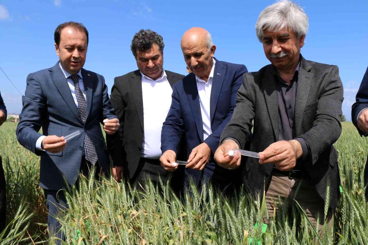 Buğdayın düşmanı süne, avcı böceklerle yok ediliyor Buğdayın düşmanı süne, avcı böceklerle yok ediliyor