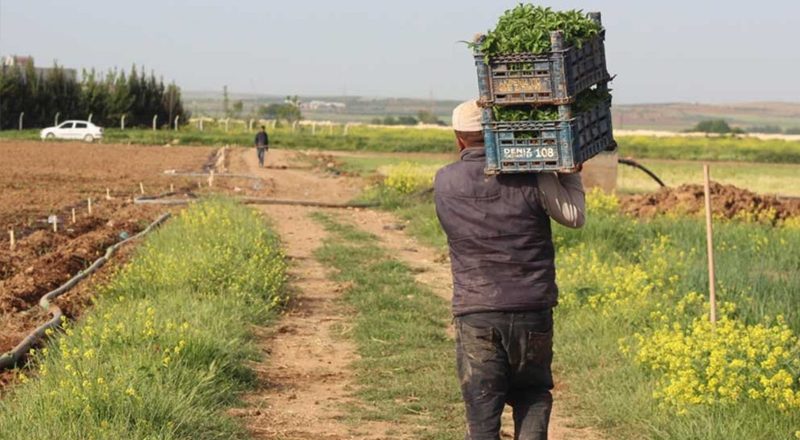 Çiftçi sayısı bir yılda 75 bin azaldı; 500 binin altına geriledi