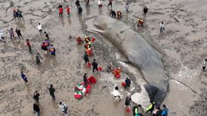 Çin'de karaya vuran 60 tonluk dev balina için seferber oldular! 20 saatlik uğraş sonrası okyanusa kavuştu