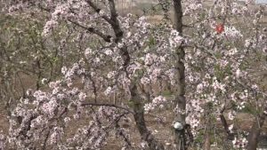 Kahta'da Nemrut Badem Çiçeği Şenliği düzenlendi