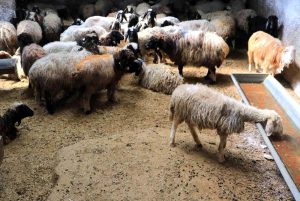 Ortacılar koyunları ahırda tutup fiyat yükseltiyor