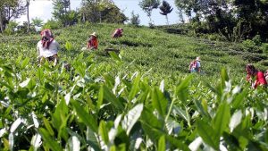Rizeli çay üreticilerinden gübre fiyatlarına reaksiyon: Çayımız öldü, Erdoğan batırdı bizi