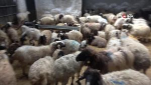 Son dakika haberleri... Ortacılar koyunları ahırda tutup, fiyat yükseltiyor