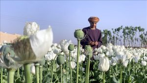 Taliban, haşhaş ekimini büsbütün yasakladı