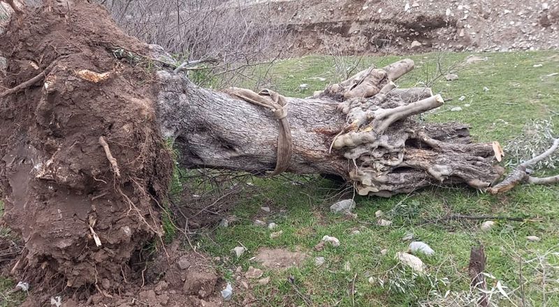 YK Enerji’den İkizköy açıklaması: 9 zeytin ağacı park alanına taşındı, çalışanlarımız darp edildi