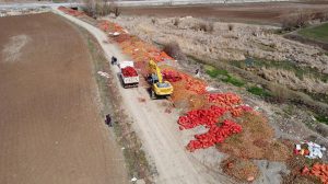 Yol kenarına atılan tonlarca soğan belediye grupları tarafından imha edildi