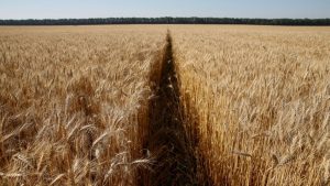 AB'den Ukrayna'ya tarım ihracatı desteği