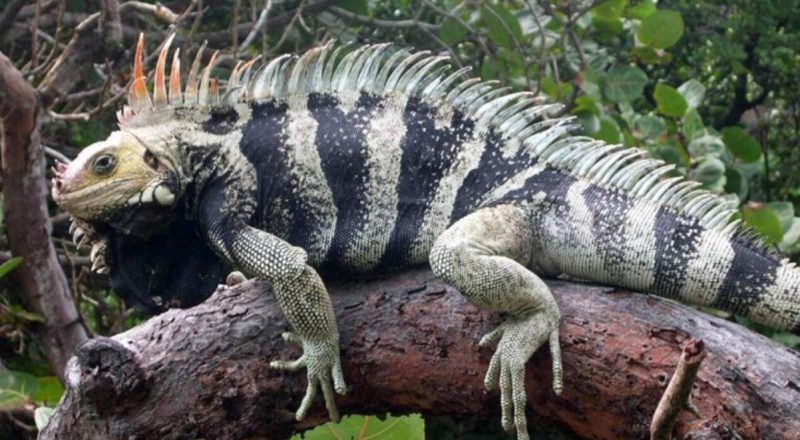 Acı reçete açıklandı! Önümüzdeki 20 yılda 60'tan fazla canlı tipi yok olacak