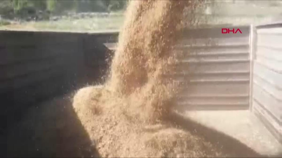 ADANA'DA BUĞDAY HASADI BAŞLADI ADANA'DA BUĞDAY HASADI BAŞLADI