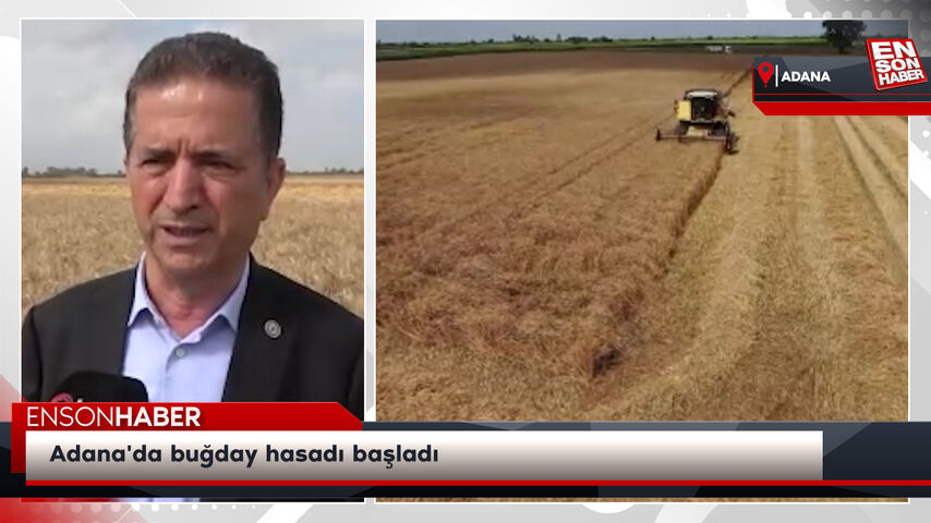 Adana'da buğday hasadı başladı