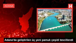 Adana'da geliştirilen üç yeni pamuk çeşidi tescillendi