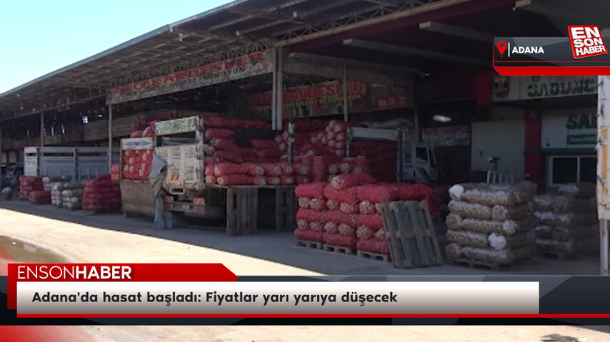 Adana'da hasat başladı: Fiyatlar yarı yarıya düşecek