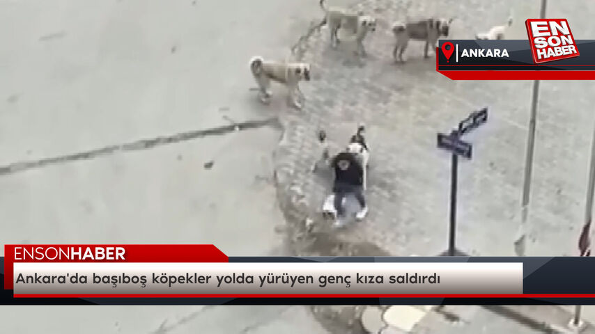 Ankara'da başıboş köpekler yolda yürüyen genç kıza saldırdı Ankara'da başıboş köpekler yolda yürüyen genç kıza saldırdı