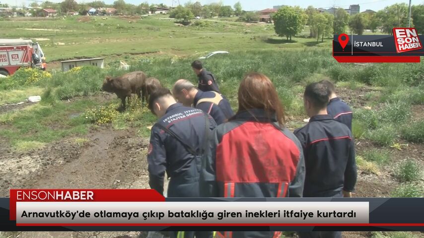 Arnavutköy'de otlamaya çıkıp bataklığa giren inekleri itfaiye kurtardı