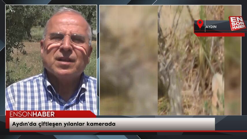 Aydın'da çiftleşen yılanlar kamerada Aydın'da çiftleşen yılanlar kamerada