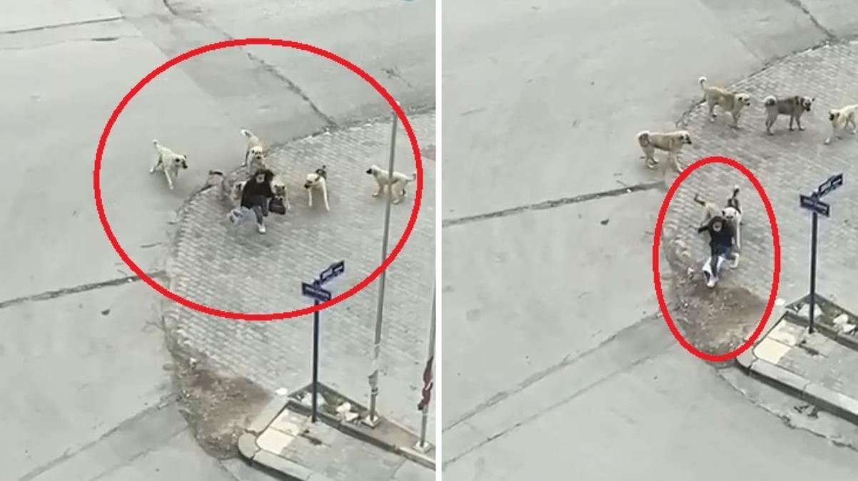 Başıboş köpekler lise öğrencisini parçalıyordu! Dehşet dolu anlar kamerada Başıboş köpekler lise öğrencisini parçalıyordu! Dehşet dolu anlar kamerada