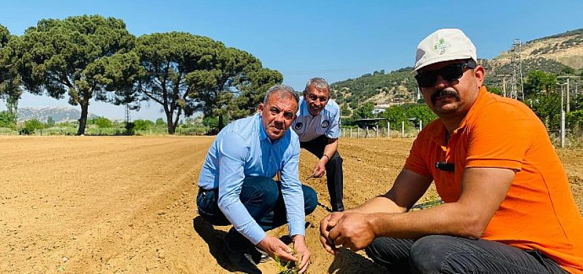 Beydağ’da Birinci Sefer Kuşkonmaz Üretimine Başlandı Beydağ’da Birinci Sefer Kuşkonmaz Üretimine Başlandı