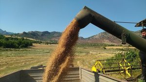 Çukurova'da buğday hasadı yapılıyor