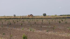 Çukurova'da buğday rekoltesinde artış bekleniyor