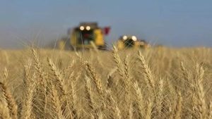 Dünya'da tahıl krizi yolda