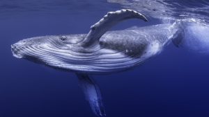 SHIB Değil: Balinalar Kepçeyle Bu Altcoin’den Alıyor!