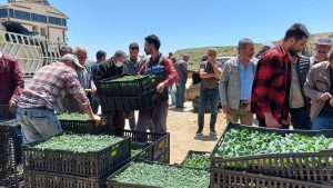Tunceli’nin Hozat ilçesinde 65 bin sebze fidesi dağıtıldı