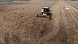 Ukrayna-Rusya savaşıyla değeri artan buğdayın hasadı başladı