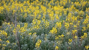 Yalnızca Afyonkarahisar'da yetişiyor! Eber sarısı çiçeğini koparana 109 bin lira ceza kesiliyor