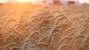 ABD, Rusya'dan tahıl ihracı için nakliye şirketlerine güvence verebilir