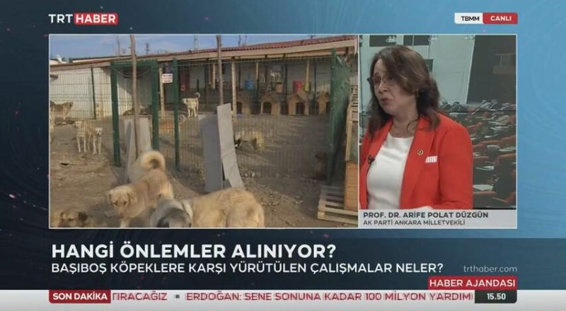 AK Partili vekilden sokak köpeği saldırısına çözüm: Ağaç ol pozisyonuna geçin