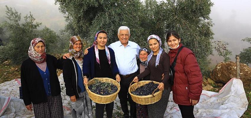 Büyükşehir’den Milas Zeytininin geliştirilmesi ve yaygınlaştırılmasını sağlayacak atılım Büyükşehir’den Milas Zeytininin geliştirilmesi ve yaygınlaştırılmasını sağlayacak atılım