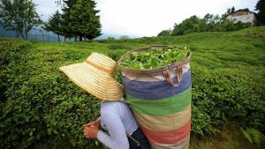 Çaykur, mayıs ayında toplan 92 bin ton çay aldı