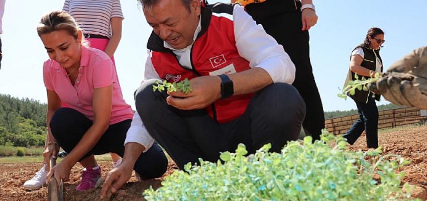 Dağlardan Tarlaya Kekik Mucizesi Dağlardan Tarlaya Kekik Mucizesi
