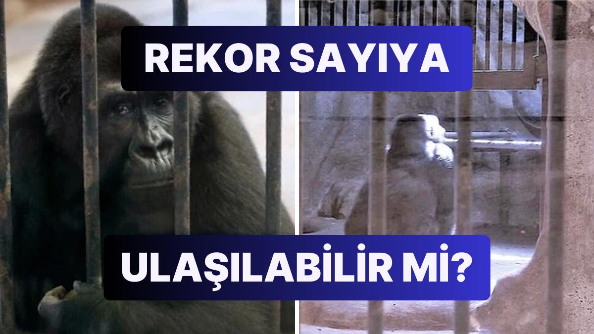 30 Yıldır Tek Başına Kafeste Tutulan ‘Dünyanın En Yalnız Gorili’ İmza Kampanyası ile Kurtarılmayı Bekliyor 30 Yıldır Tek Başına Kafeste Tutulan ‘Dünyanın En Yalnız Gorili’ İmza Kampanyası ile Kurtarılmayı Bekliyor