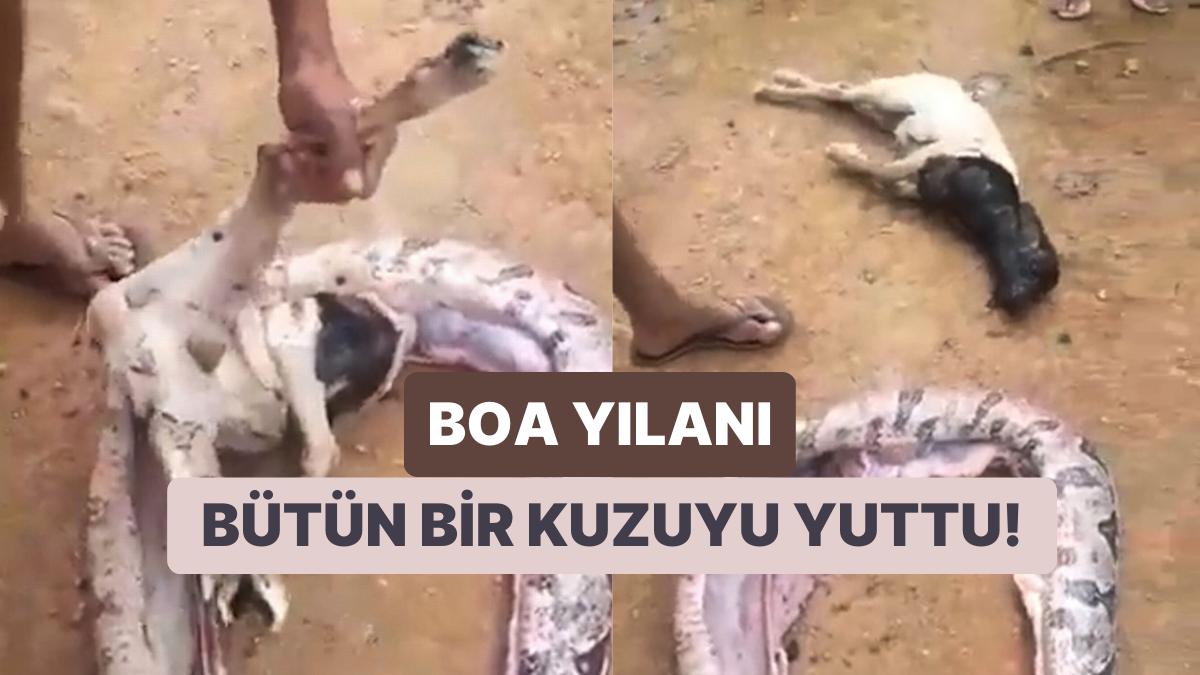 6 Metre Uzunluğunda Devasa Boa Yılanı Bir Koyunu Bütün Olarak Yuttuktan Sonra Yakalandı ve Karnı Açıldı 6 Metre Uzunluğunda Devasa Boa Yılanı Bir Koyunu Bütün Olarak Yuttuktan Sonra Yakalandı ve Karnı Açıldı