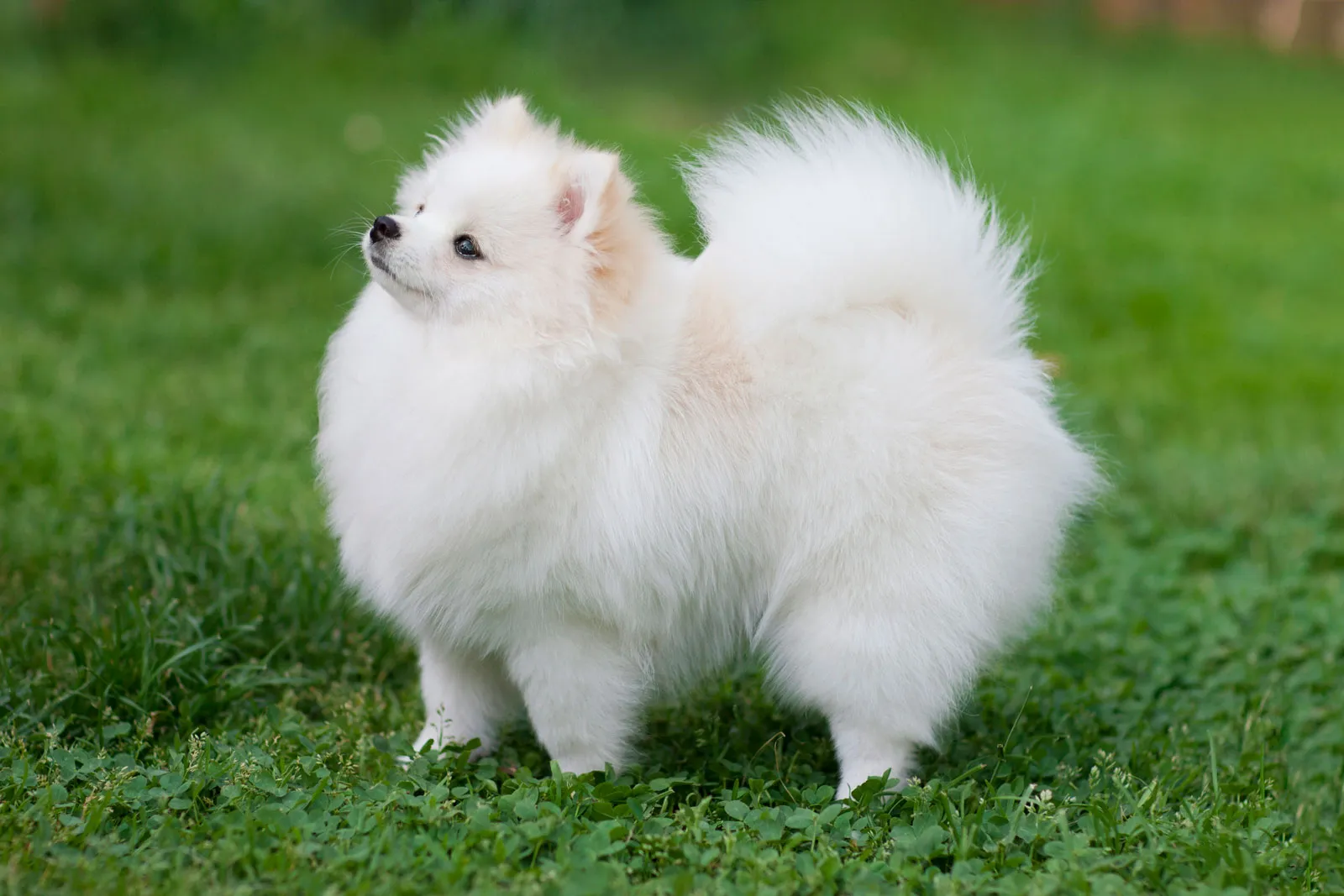 Pomeranian Boo Köpek Özellikleri (Fiyatı, Kaç Yıl Yaşar)