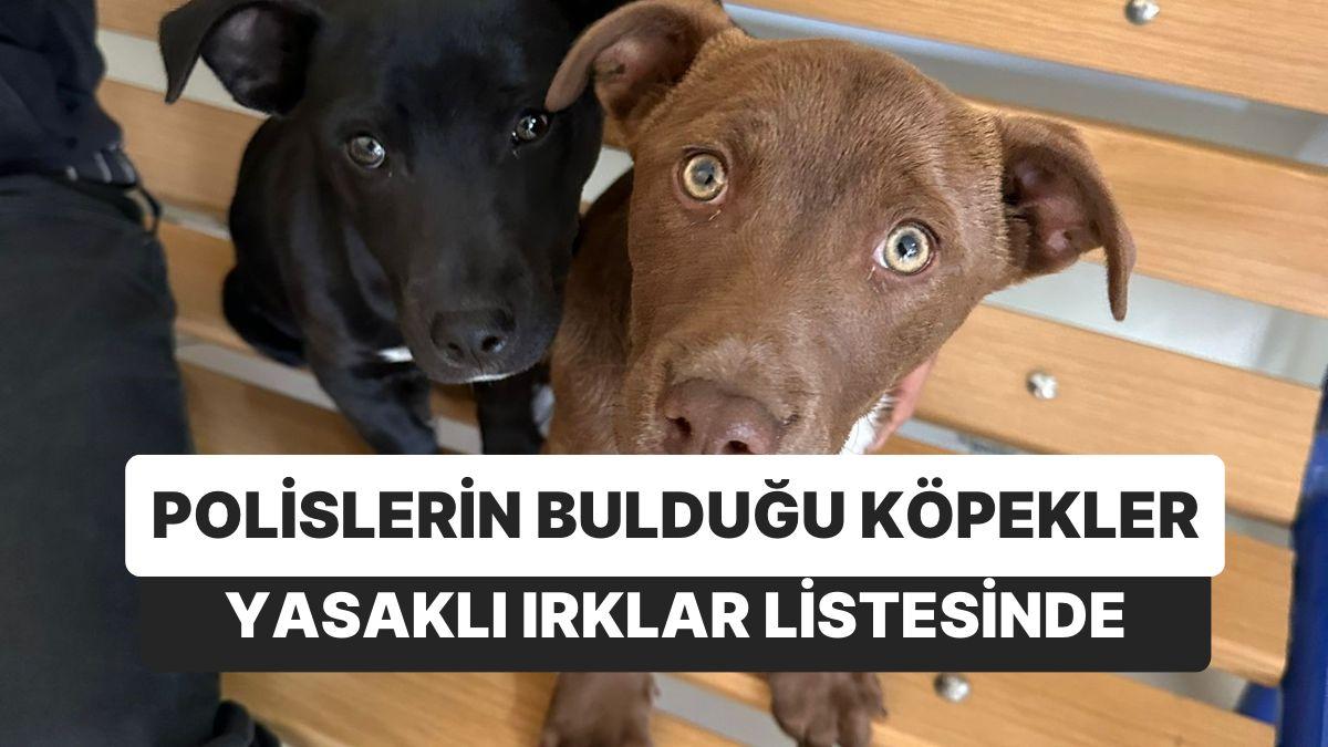 Çalınan Köpeği İçin Polise Gitti: 66 Bin TL Ceza Ödedi