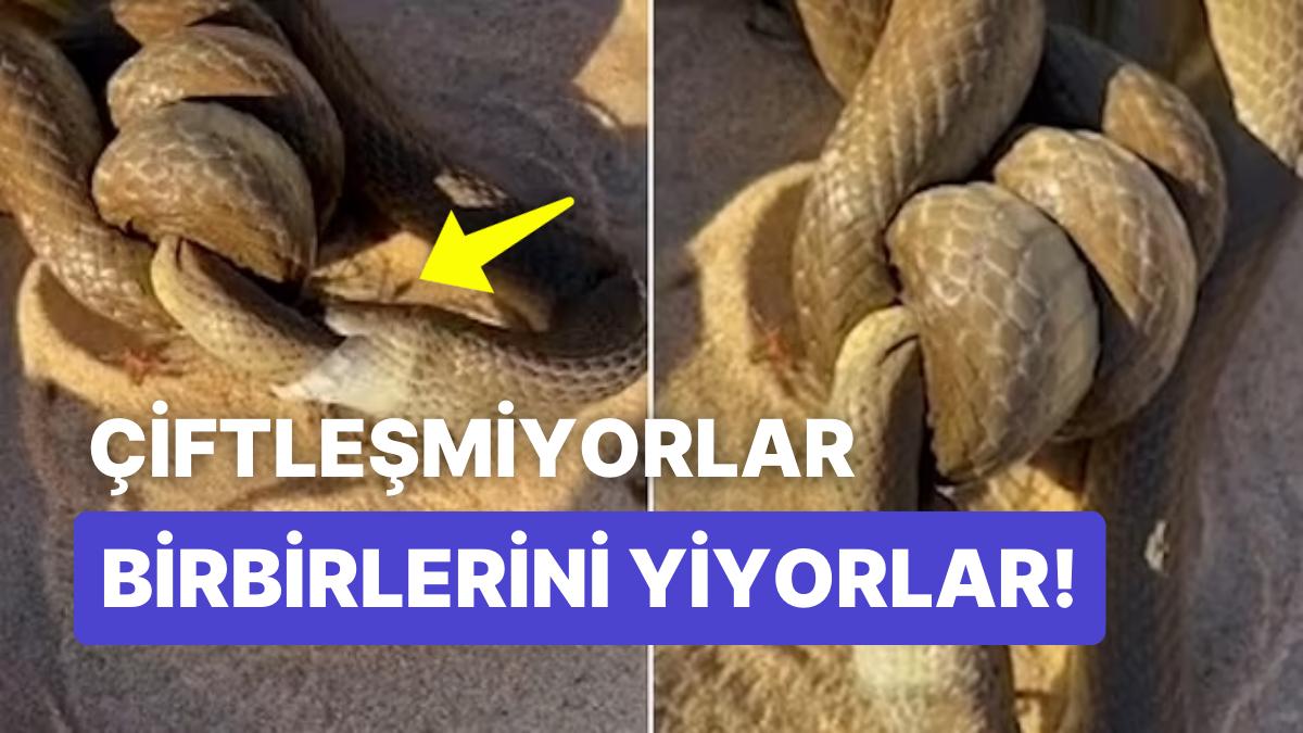 Çiftleşiyor Üzere Görünen İki Ölümcül Yılanın Aslında Birbirlerini Yediği Vahim Anlar İzleyenleri Şoke Etti