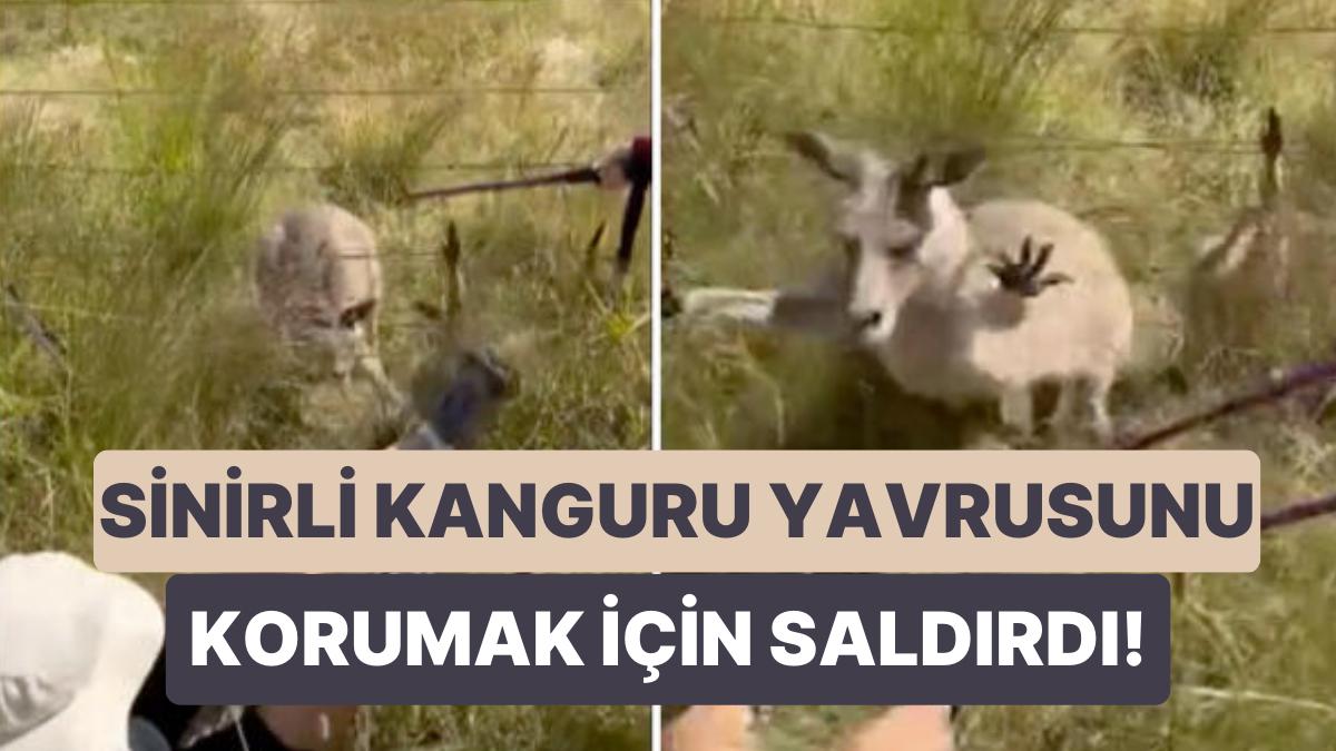Çitlere Takılan Yavru Kanguruyu Kurtarmaya Çalışan Yardımsever İnsanlara Anne Kangurudan Sert Reaksiyon