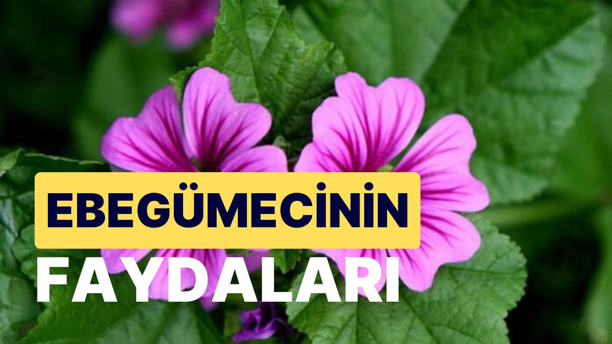 Kurutulmuş Çiçek Böceklenir Mi?