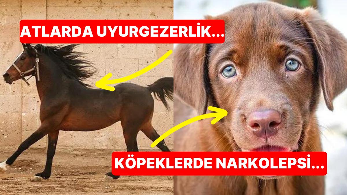 Hayvanlar da Beşerler Üzere Uyku Sorunları Yaşar mı? Hayvanlar da Beşerler Üzere Uyku Sorunları Yaşar mı?