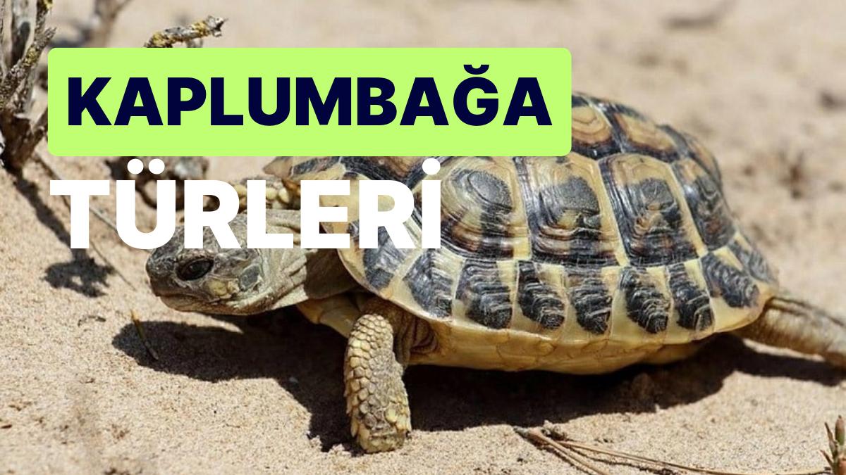 Kaplumbağa Çeşitleri: Dünyada Soyu Tükenmemiş En Eski Hayvanlar Olan Kaplumbağalar Hakkında Değişik Bilgiler!