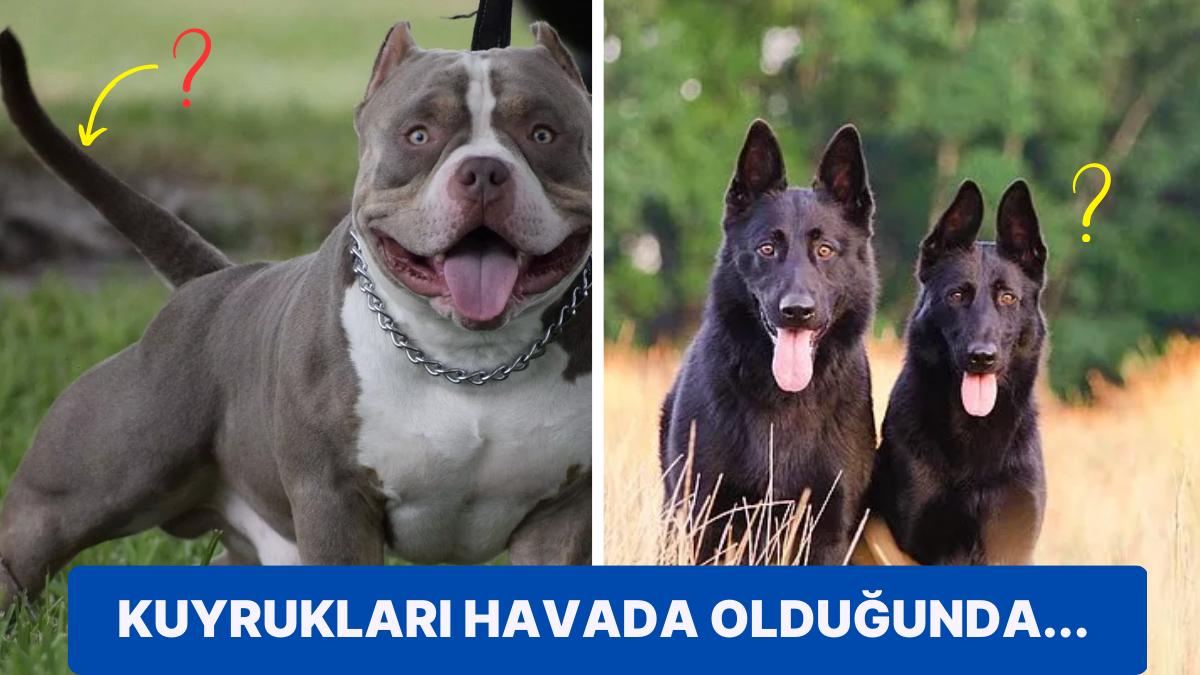Köpek Sahipleri Buraya! Köpeğinizin Nasıl Hissettiğini Kuyruk Sallama Biçiminden Anlayabilirsiniz! Köpek Sahipleri Buraya! Köpeğinizin Nasıl Hissettiğini Kuyruk Sallama Biçiminden Anlayabilirsiniz!
