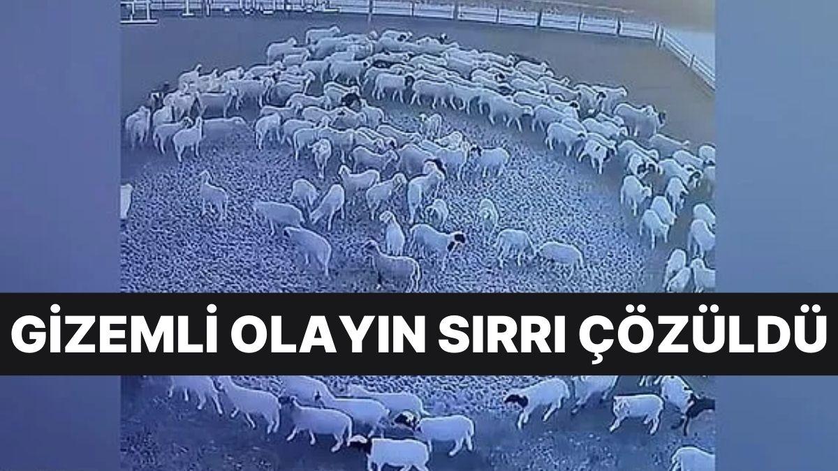 On İki Gün Boyunca Hiç Durmadan Dönen Koyunların Sırrı Çözüldü On İki Gün Boyunca Hiç Durmadan Dönen Koyunların Sırrı Çözüldü
