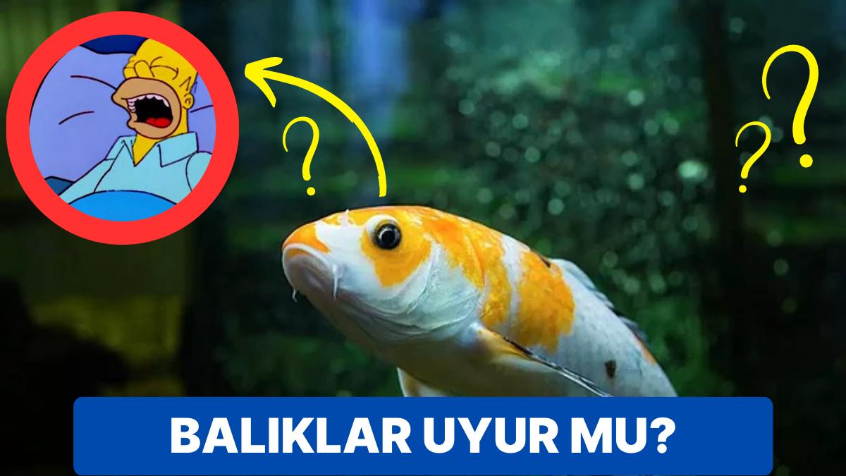 Su Altı Dünyasının Gizemli Canlılarından Olan Balıklar Uyur mu?