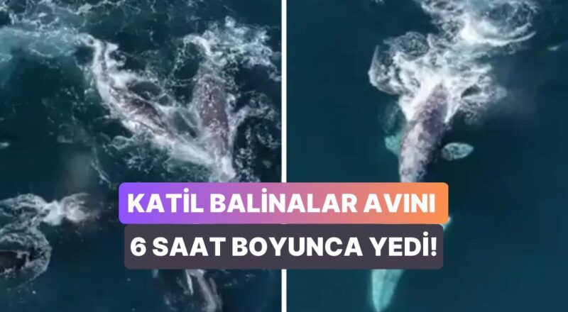 30 Katil Balinanın 2 Gri Balinayı Canlı Canlı Yediği Müthiş Anlar İzleyenleri Hayrete Düşürdü
